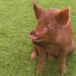 maryann-pig2