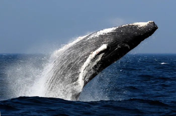 Digital Whale breaching c IFAW