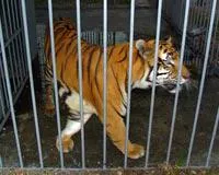 tiger_tony3 Tony the Tiger kept in tiny cage at a truck stop in Louisiana.