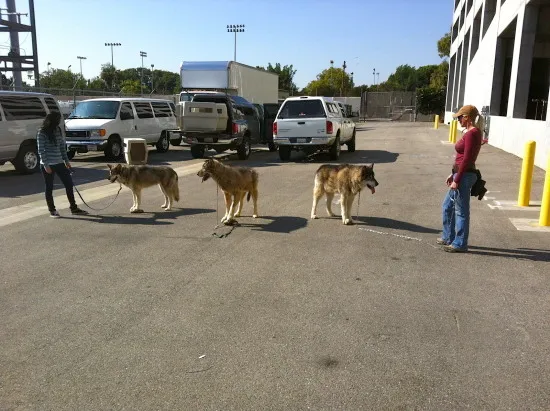 Season 5 wolf casting call